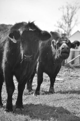 MOO ZOO Rha